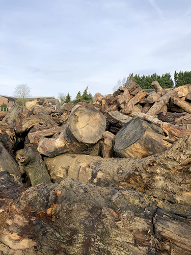 Photo of ancient woodlands felled for Hs2 progress